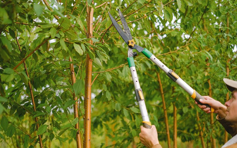 Tree trimming in Klemme, IA