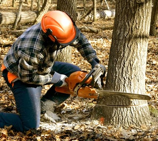 Tree Removal in Klemme, IA